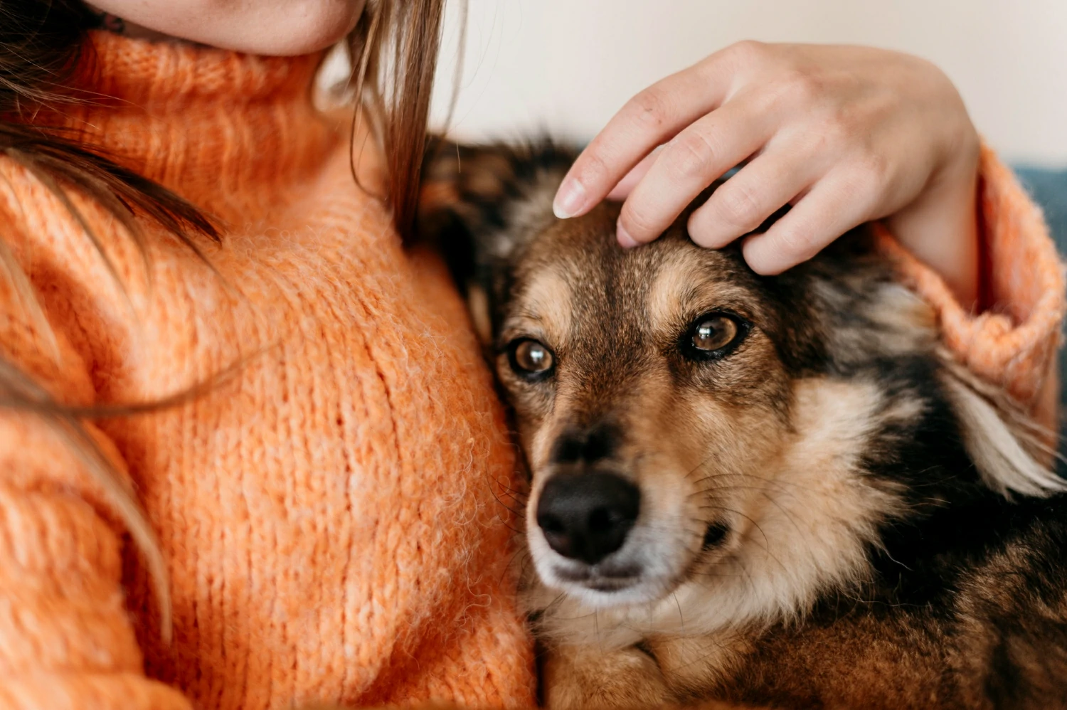 Are emotional support animals allowed in hotels?