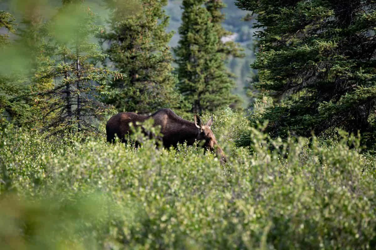 Explore Alaska's National Parks