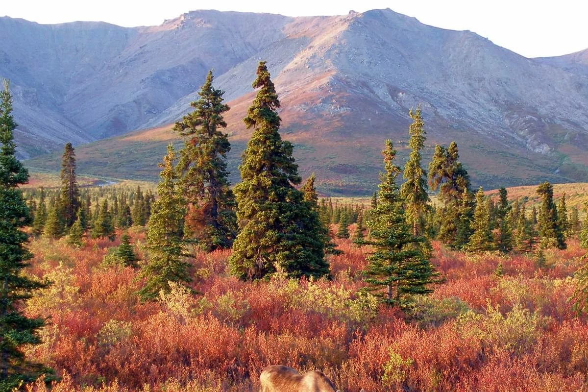 Explore Alaska's National Parks