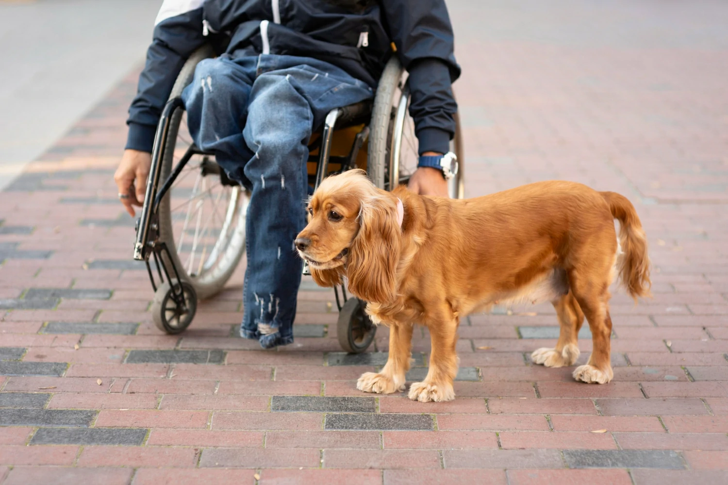 Can Hotels Charge for Service Dogs