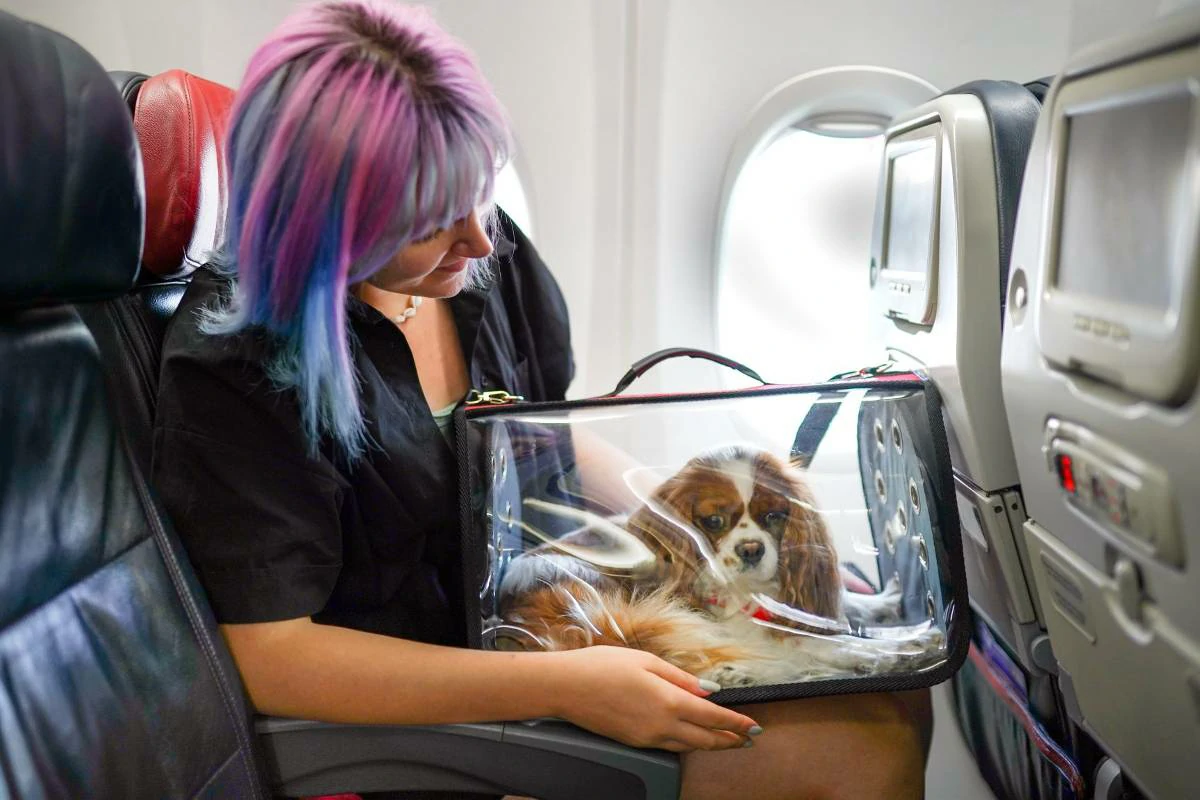 What is Alaska Airlines' pet policy?