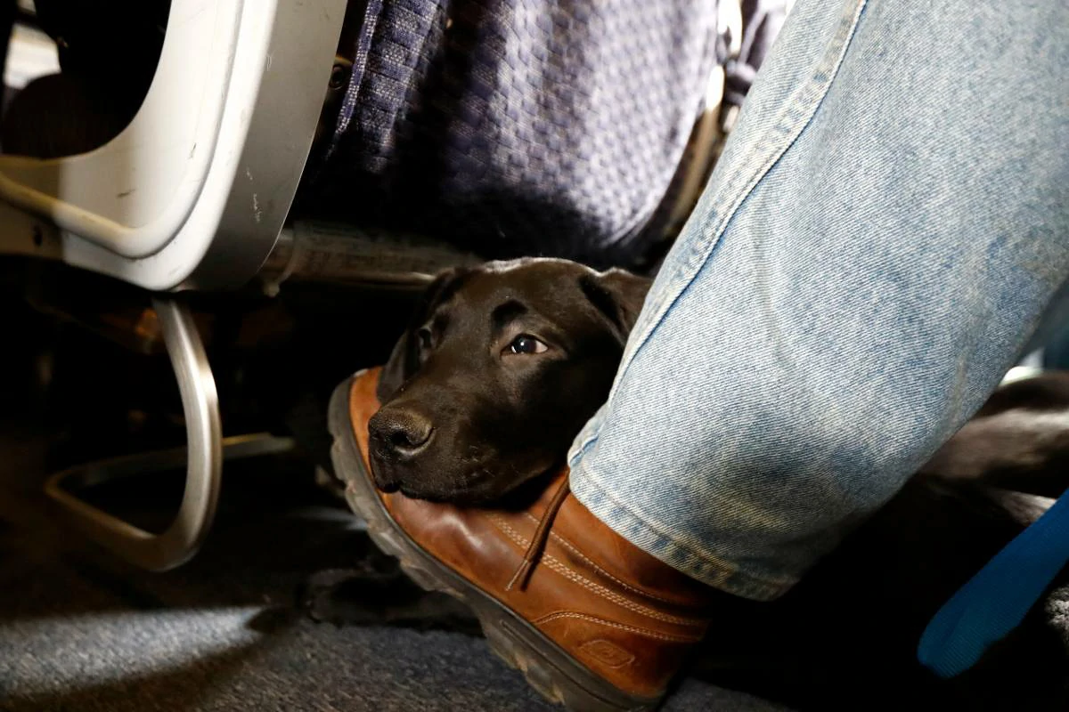 How to Fly With a Dog?